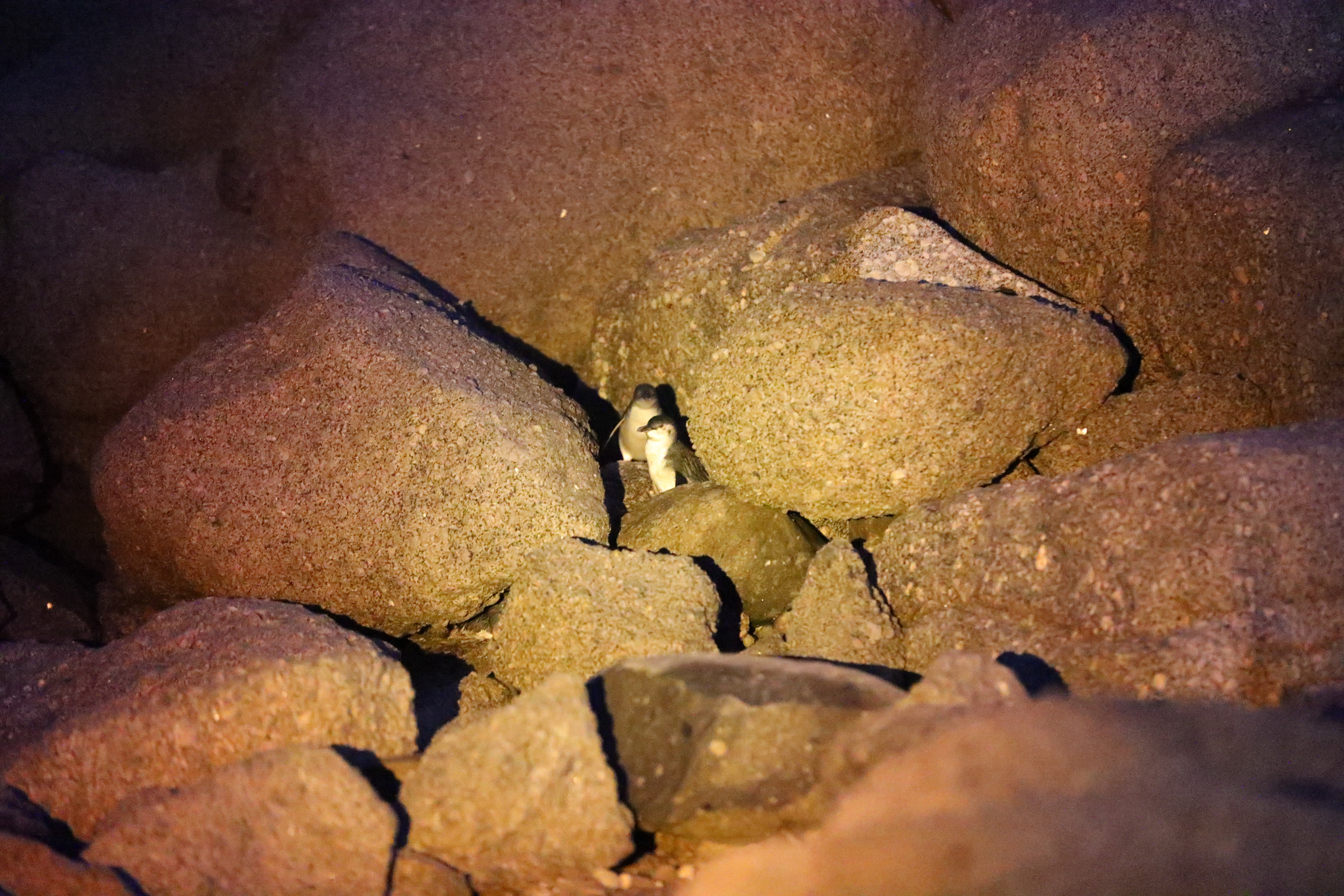 2019 09 28 18 56 15 Canon EOS 5D Mark IV 0054